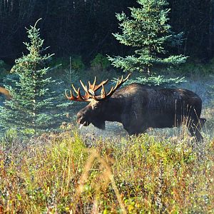 Moose in rut - Alaska