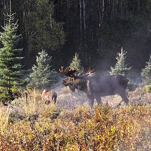 Moose - Alaska