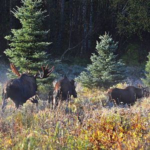 Moose - Alaska