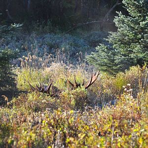 Bull Moose in brush - Alaska