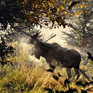Moose - Alaska