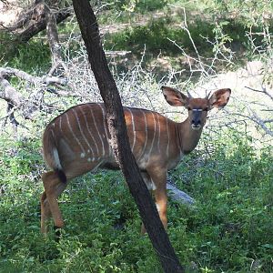 Female Lowland Nyala