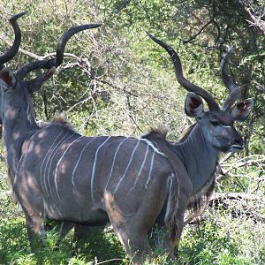 Male Greater Kudu
