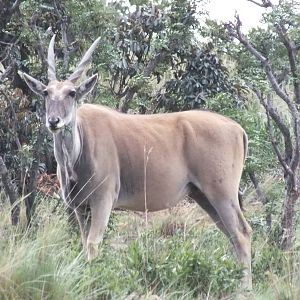 Eland