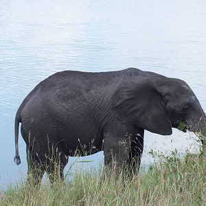 African Elephant