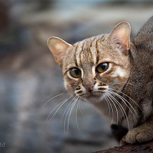 Rusty-spotted cat : RSCC : 12 Oct 2014
