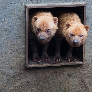 Bush dogs : RSCC : 12 Oct 2014