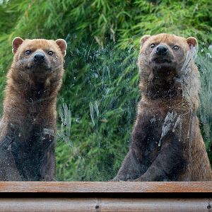 Bush dogs : RSCC : 12 Oct 2014