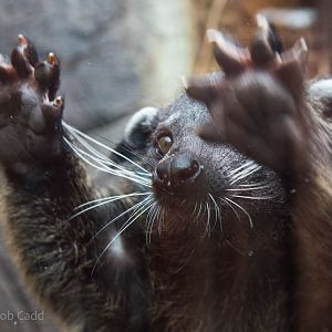 Palawan binturong : RSCC : 12 Oct 2014