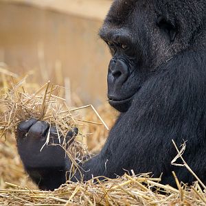 Western lowland gorilla : Howletts : 14 Oct 2014