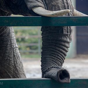 African bush elephant : Howletts : 14 Oct 2014