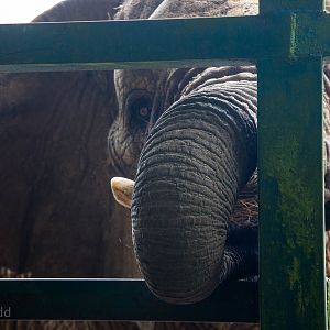 African bush elephant : Howletts : 14 Oct 2014