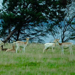Fallow Deer