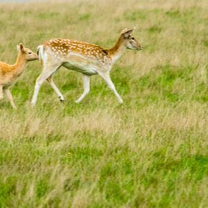 Fallow Deer