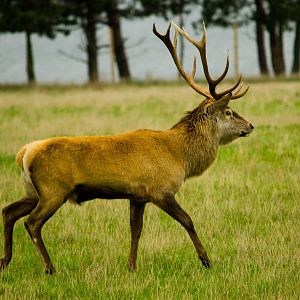 Red Deer