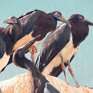 Oct. 2014 - Mahler Family Aviary - Abdims Storks