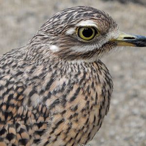 Oct. 2014 - Mahler Family Aviary - Cape Thick Knee