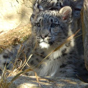 Oct. 2014 - Africa-Asia-South America - Snow Leopard Cub