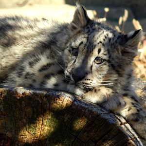 Oct. 2014 - Africa-Asia-South America - Snow Leopard Cub