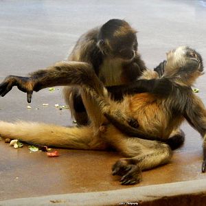 Oct. 2014 - Apes of Africa + Primates of the World - Tell My Wife.. I Love