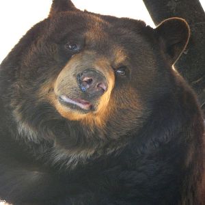 Oct. 2014 - North America - Cinnamon Bear