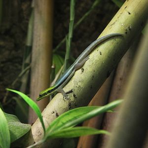 Bamboo Phelsuma (Phelsuma klemmeri)