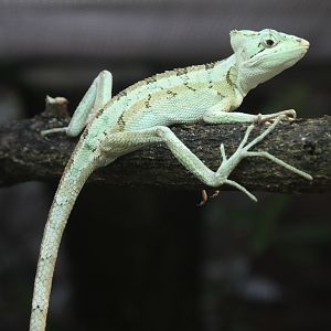 Serrated Basilisk (Laemanctus serratus)