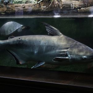 Pangas Catfish (Pangasius pangasius)