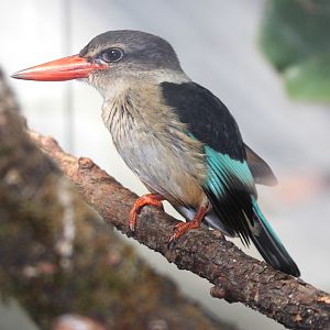 Brown-hooded Kingfisher (Halcyon albiventris)