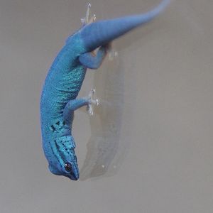 Williams' Dwarf Gecko (Lygodactylus williamsi) male
