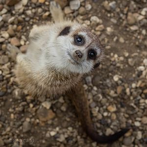Meerkat : Hamerton : 27 Sep 2014