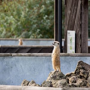 Meerkat : Hamerton : 27 Sep 2014