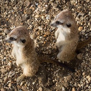Meerkat : Hamerton : 27 Sep 2014