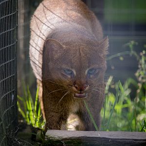 Jaguarundi : Hamerton : 27 Sep 2014