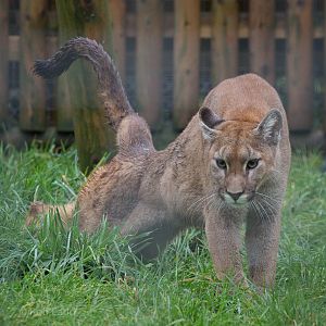 Puma : Wingham : 13 Oct 2014