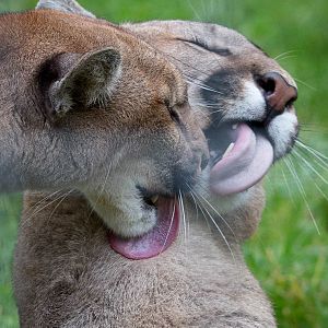 Puma : Wingham : 13 Oct 2014