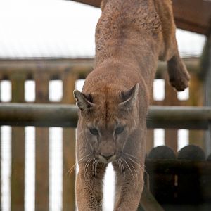Puma : Wingham : 13 Oct 2014