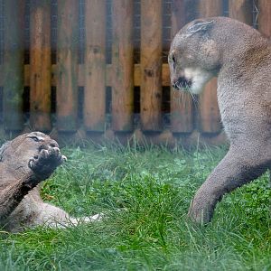 Puma : Wingham : 13 Oct 2014