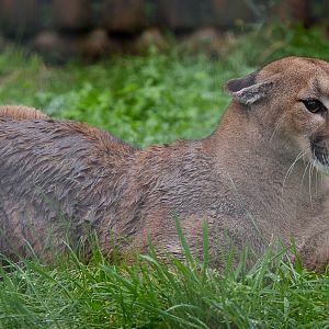 Puma : Wingham : 13 Oct 2014
