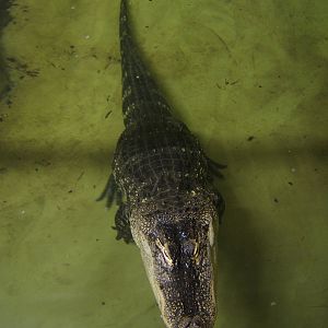 Daisy the American Alligator