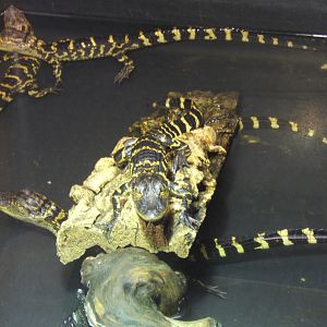 American Alligator hatchlings from 2013