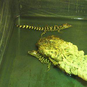 American Alligator hatchlings from 2014