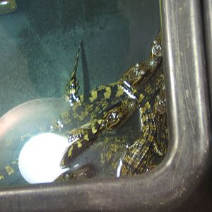 Siamese Crocodile hatchlings from 2014