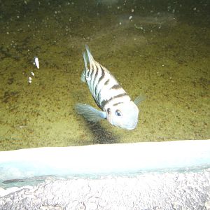 Convict Cichlid (Armatitlania nigrofasciata)