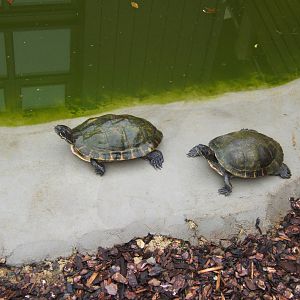 Yellow-bellied Slider