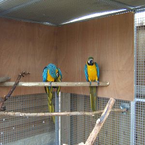 Blue and Yellow Macaw`s