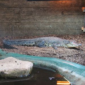 Salt Water Crocodile