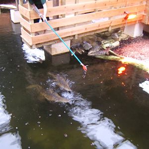 Feeding the South African Nile Crocodiles
