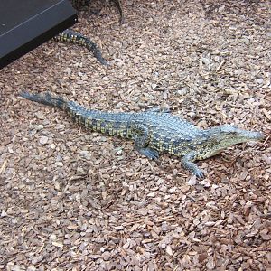 South African Nile Crocodile