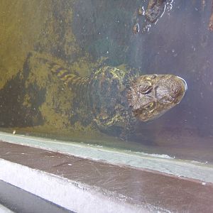 Broad-fronted Caiman